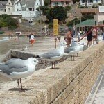 FH--Gulls-web FH--Gulls-web