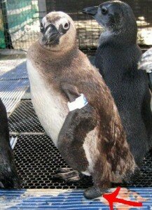 Penguin Stumpie rescued at Fish Hoek Catwalk - Jan 2012 