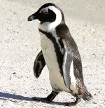 Penguin 3 gimp Penguin 3 gimp